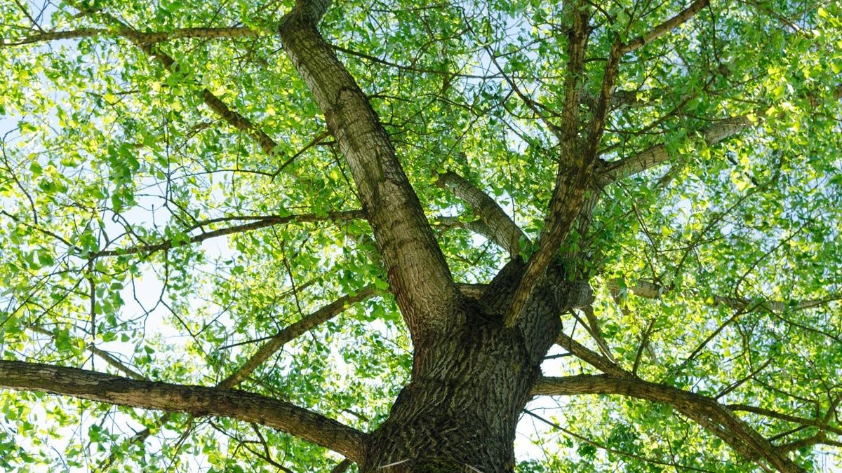 albero-biccari-bergamo-bosco-memoria