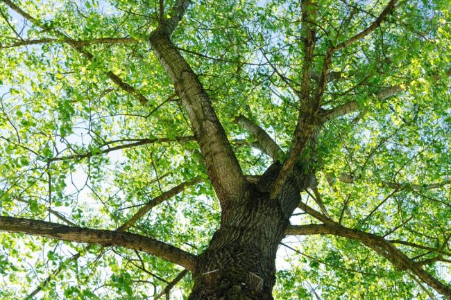 albero-biccari-bergamo-bosco-memoria